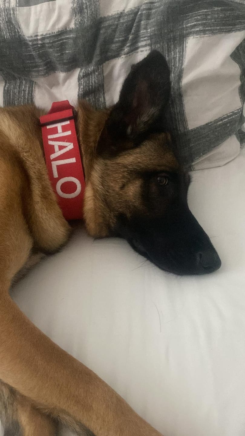 Customer photo review of 5cm Combat® Collar | With Handle & Secure Clip - Red