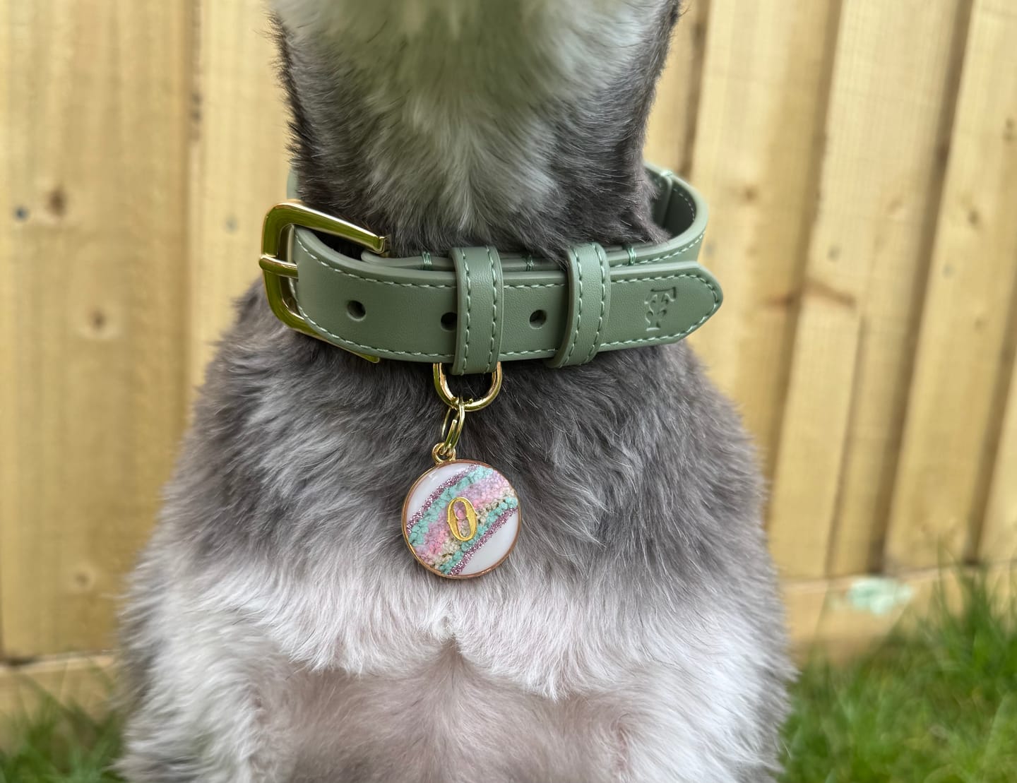 Customer photo review of Sage Dog Collar