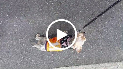 Customer video review of FunFunPet 高機能ハーネス（お名前タグ作成サービス付き）