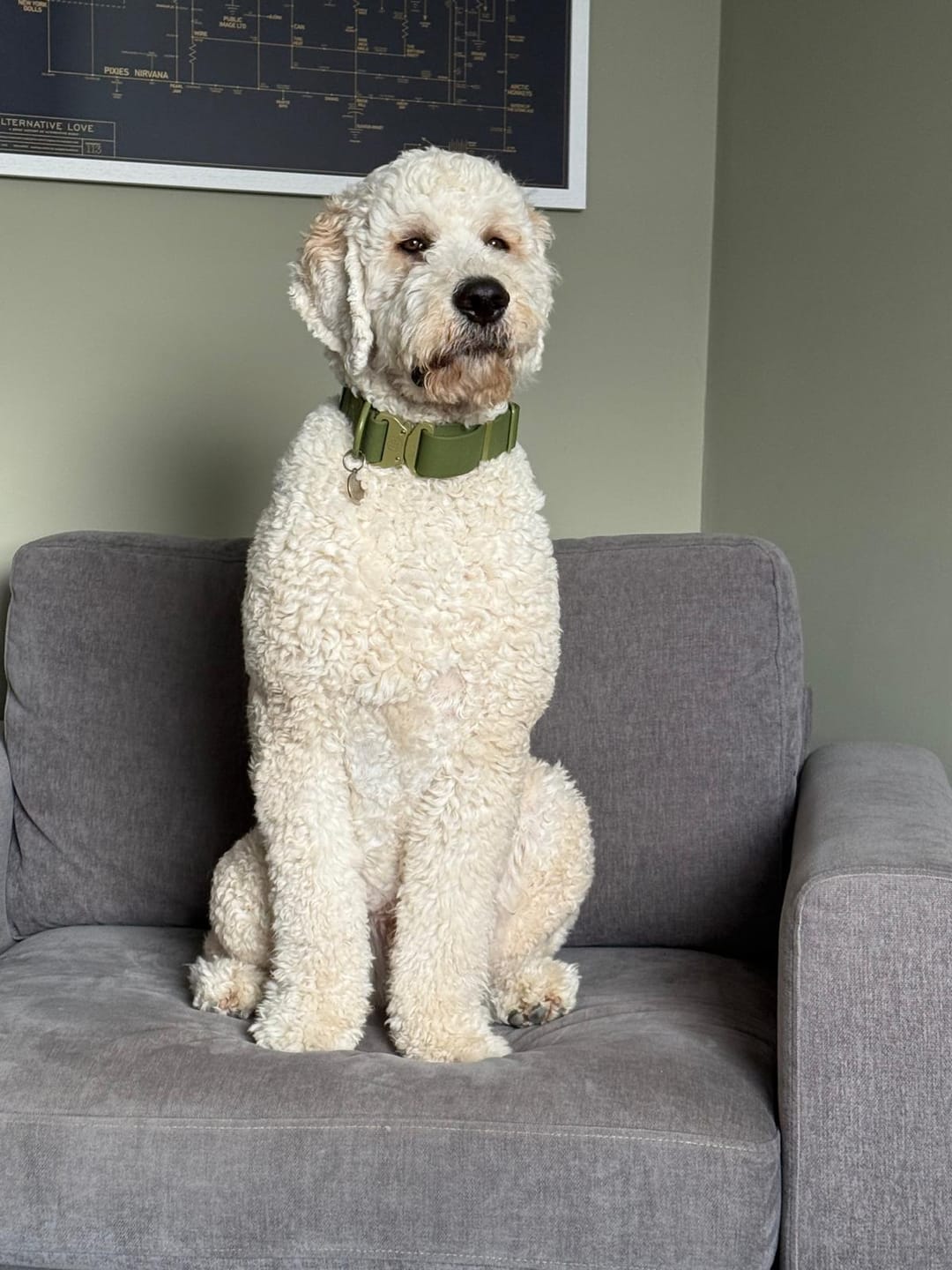 Customer photo review of 4cm Combat Billowthane® Collar | Waterproof - Khaki