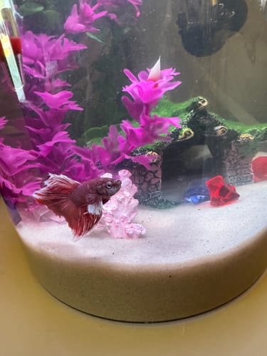 Customer photo review of Dumbo Lavender Halfmoon Male Betta Fish