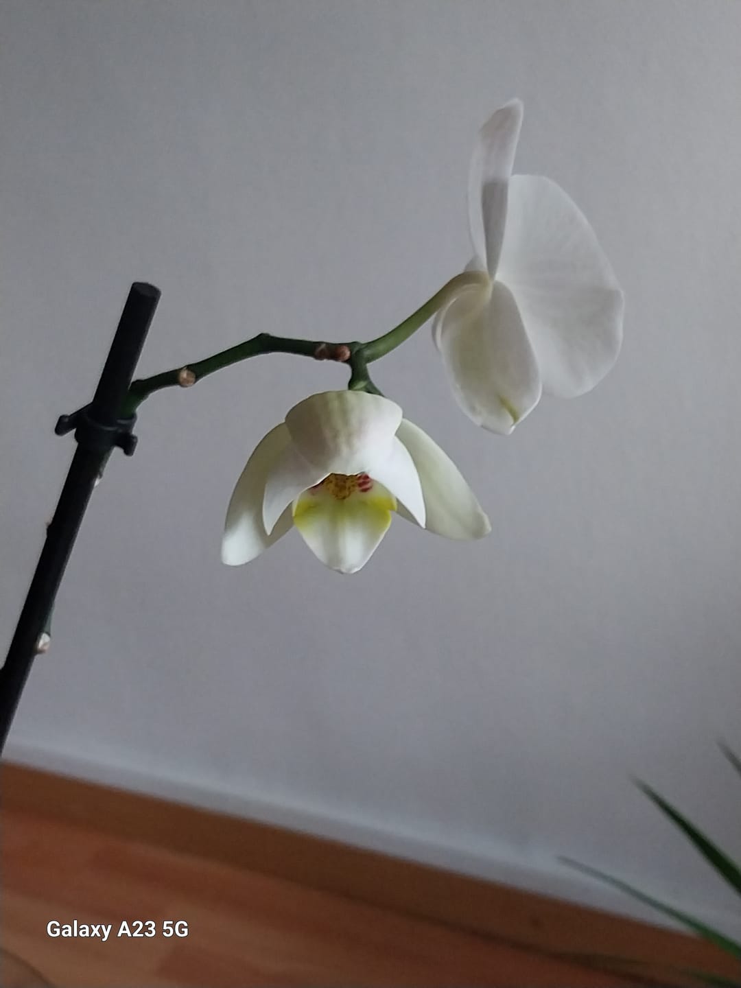 Customer photo review of Orchid Slow-Release Plant Food