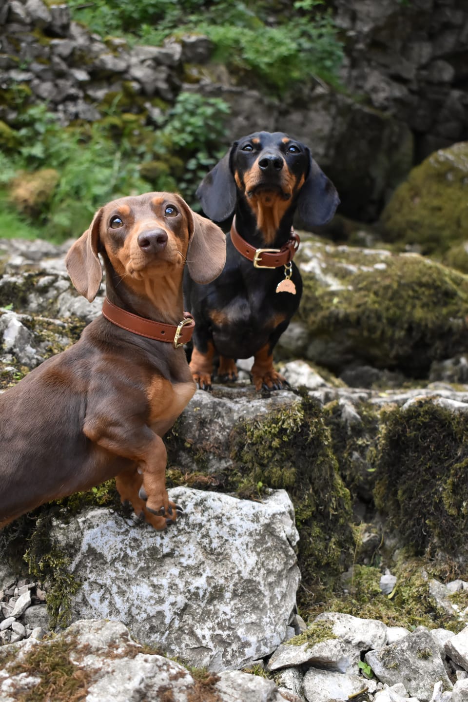 Customer photo review of Hazelnut Dog Collar
