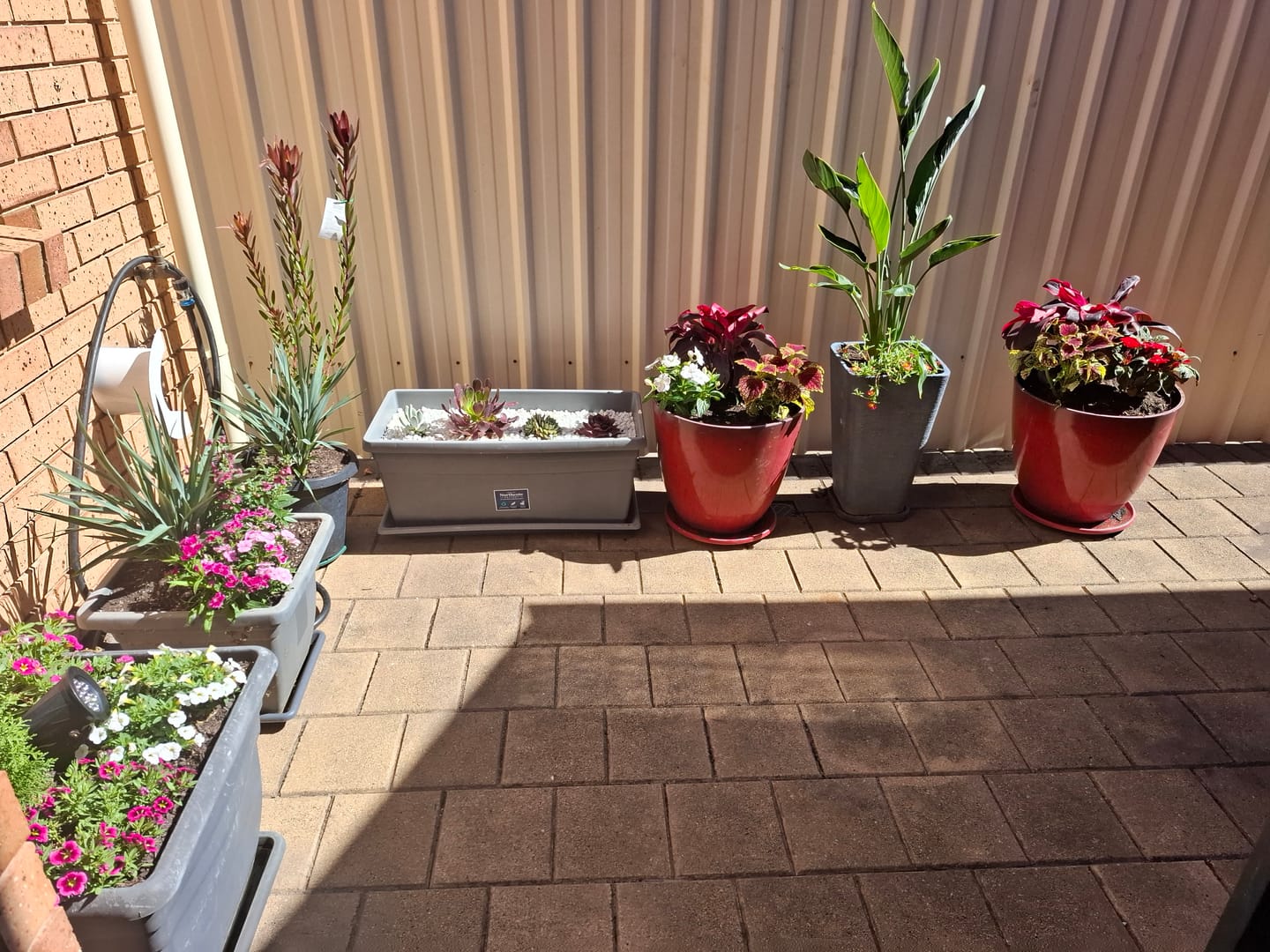 Customer photo review of Ti Plant - Cordyline fruticosa