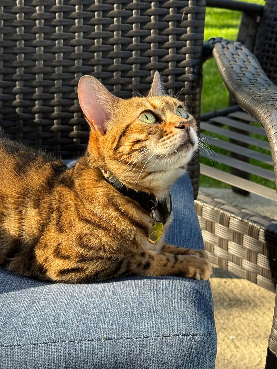 Customer photo review of TRIO PEAU pour chiens et chats : DIGI, TOXY, PEASY