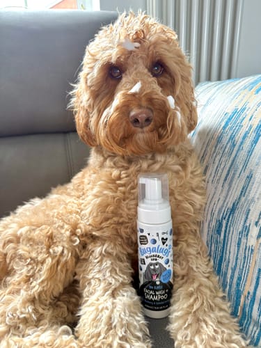 Customer photo review of Blueberry Spa™ No Rinse Facial Wash + Shampoo with Blueberry & Colloidal Oatmeal for Dogs