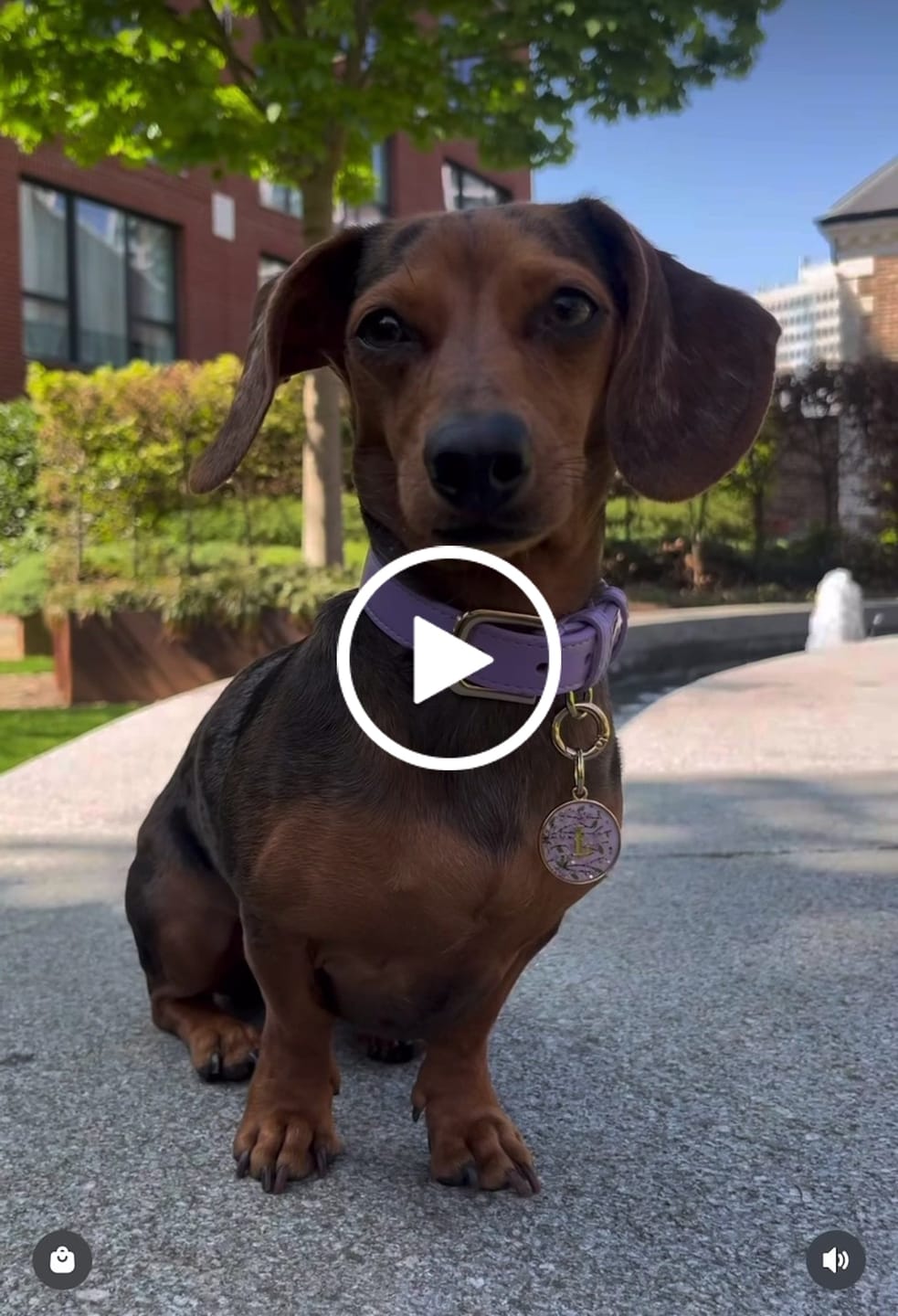 Customer video review of Lavender Dog Collar