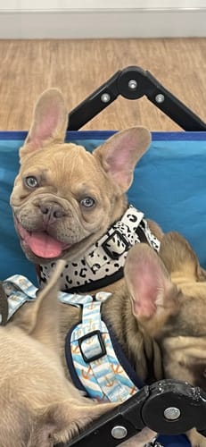 Customer photo review of Exclusive Printed Set [Into The Wild]