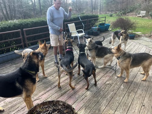 Customer photo review of Probiotic (Turkey & Bacon)