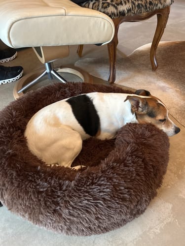 Customer photo review of Puppery Hundebett Wolke 7 - Das Original
