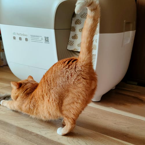 Customer photo review of Self-Cleaning Litter Box