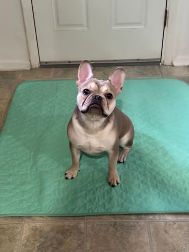 Customer photo review of Potty Buddy™ - The Durable Leak-Free Potty Pad