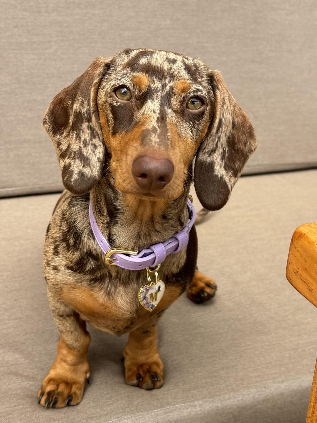 Customer photo review of Lavender Dog Collar