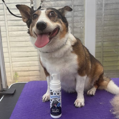 Customer photo review of Blueberry Spa™ No Rinse Facial Wash + Shampoo with Blueberry & Colloidal Oatmeal for Dogs