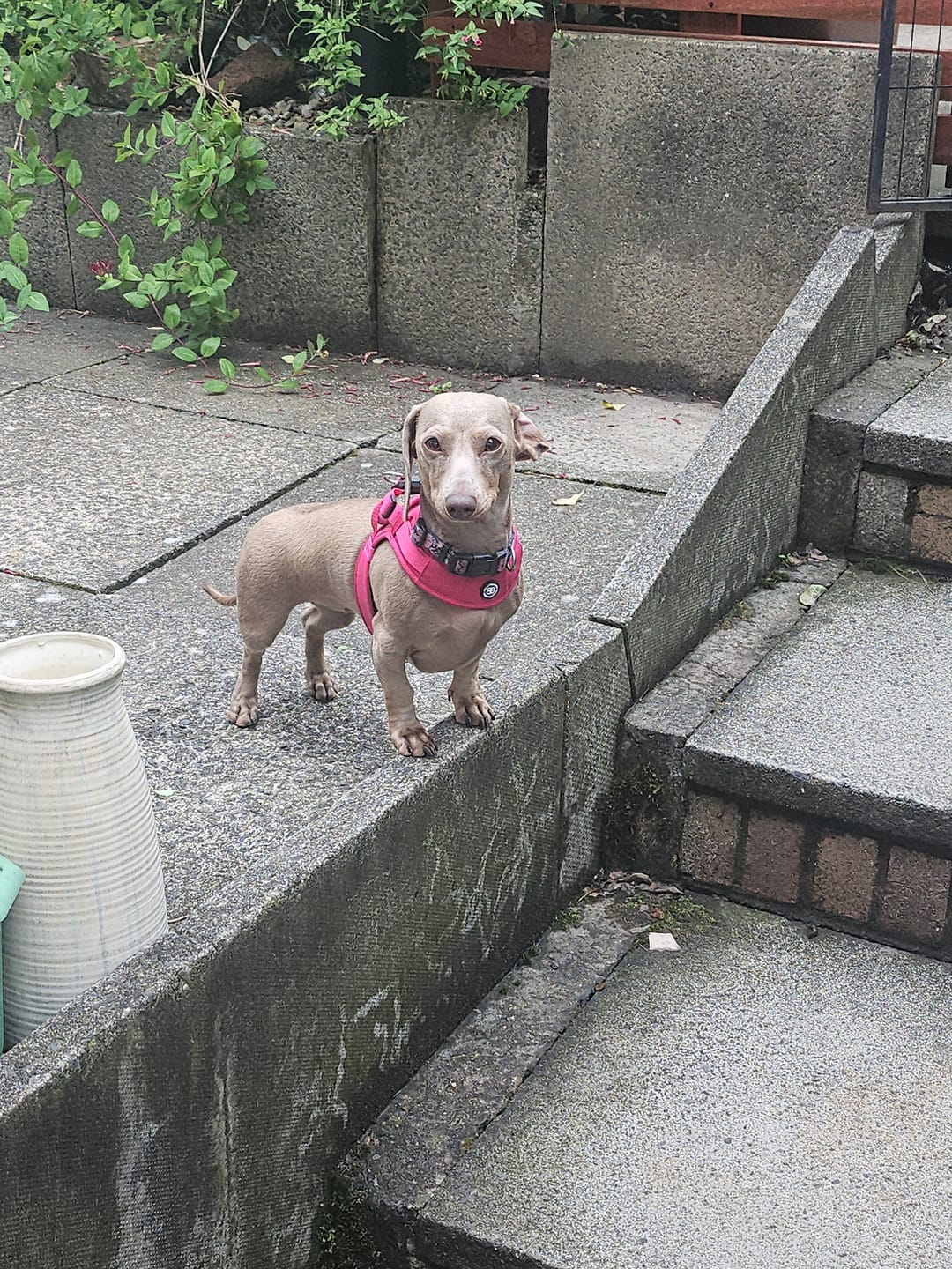 Customer photo review of Boomerang Harness - XS-M Breeds - Carminerose