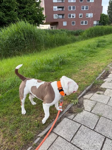 Customer photo review of 5cm Combat® Collar | With Handle & Secure Clip - Orange
