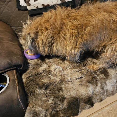 Customer photo review of Freez Doughnut - Super Durable Treat Toy