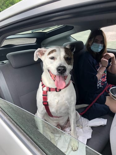 Customer photo review of Pet Art Canvas Wrap