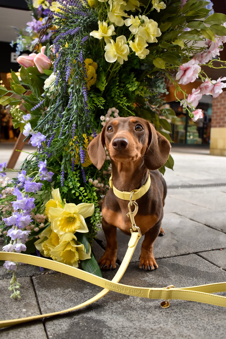 Customer photo review of Primrose Dog Collar