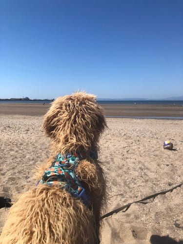 Customer photo review of Tough Trails™ Harness -  Fruit Punch