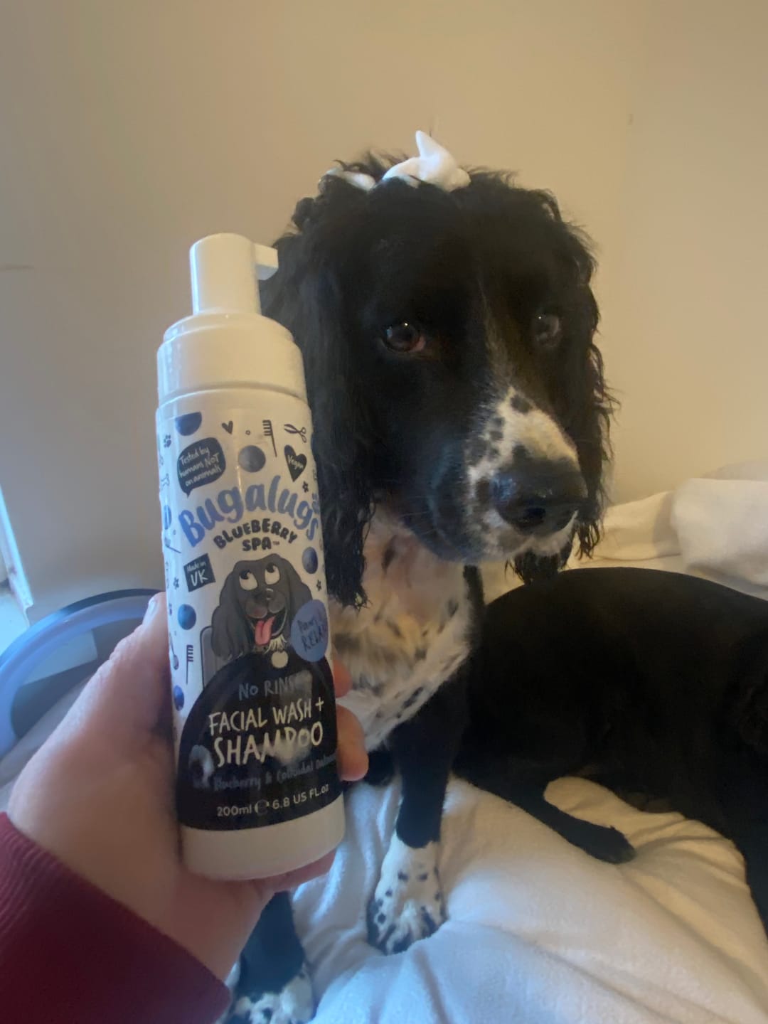 Customer photo review of Blueberry Spa™ No Rinse Facial Wash + Shampoo with Blueberry & Colloidal Oatmeal for Dogs