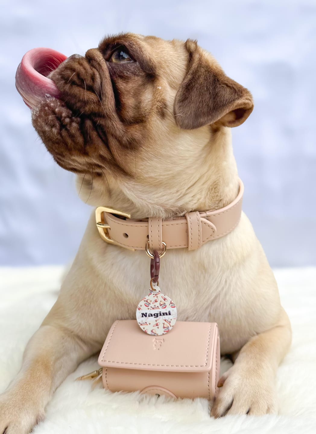 Customer photo review of Biscotti Dog Collar