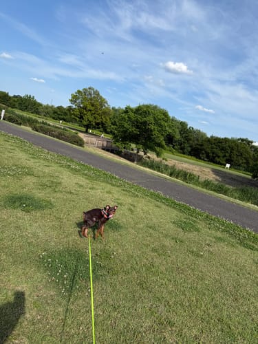 Customer photo review of FunFunPet 高機能ハーネス（お名前タグ作成サービス付き）