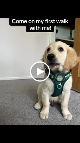 Customer video review of Tough Trails™ Harness - Walkies Ready® Forest Green