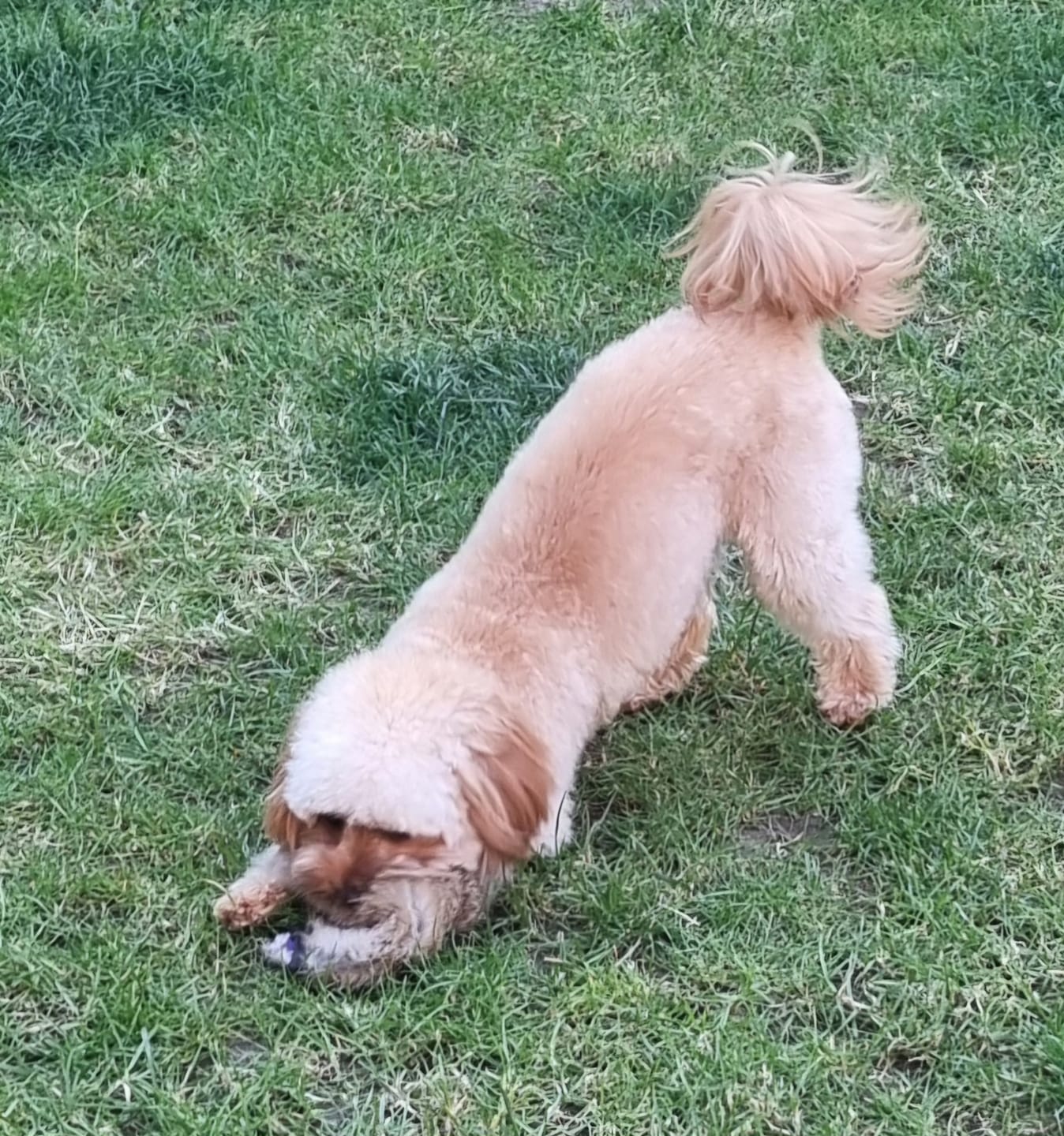 Customer photo review of Fragrance Free Pet Wipes for Full Body, Bum & Paws (110)