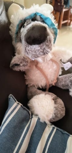 Customer photo review of Wolf In Sheep's Clothing Plush Toy