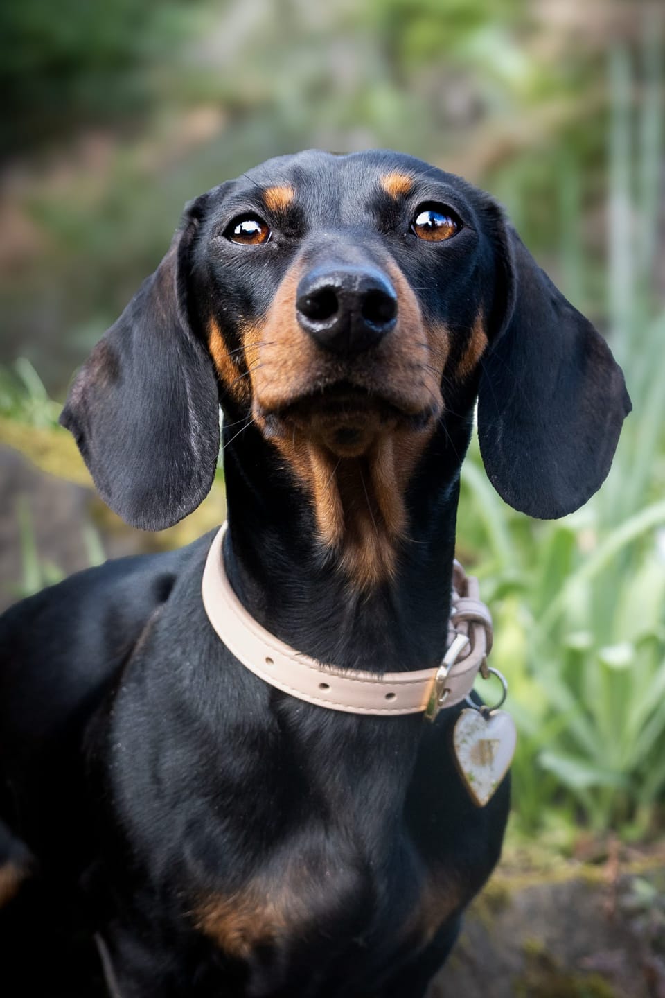 Customer photo review of Biscotti Dog Collar