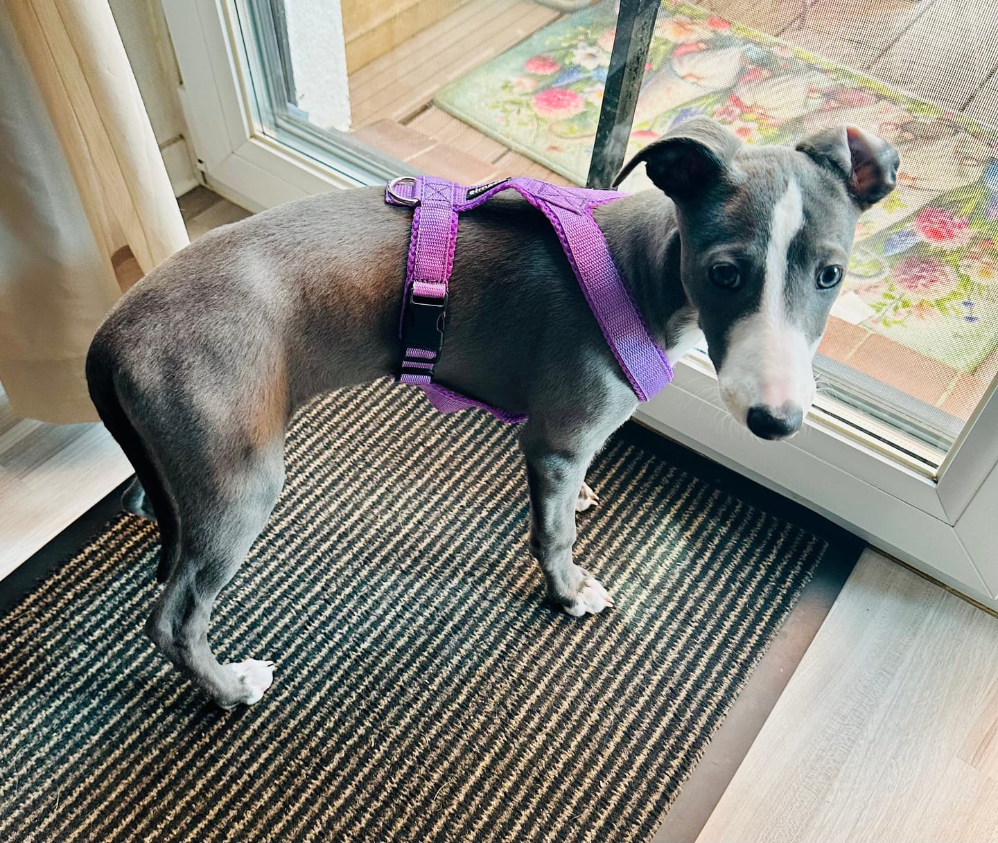 Customer photo review of Windhundgeschirr FUN Welpe/Windspiel "Lilac"