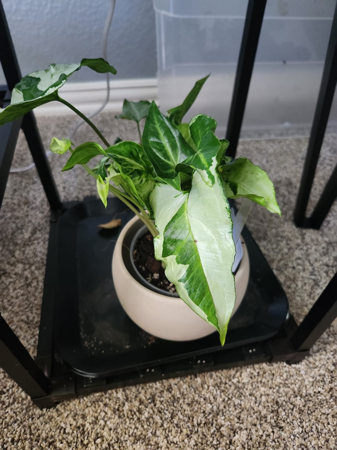Customer photo review of Syngonium podophyllum 'Three Kings'