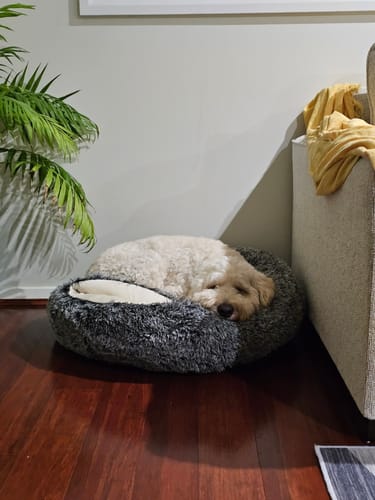 Customer photo review of PaWz Pet Cave Dog Bed - Removable Cover