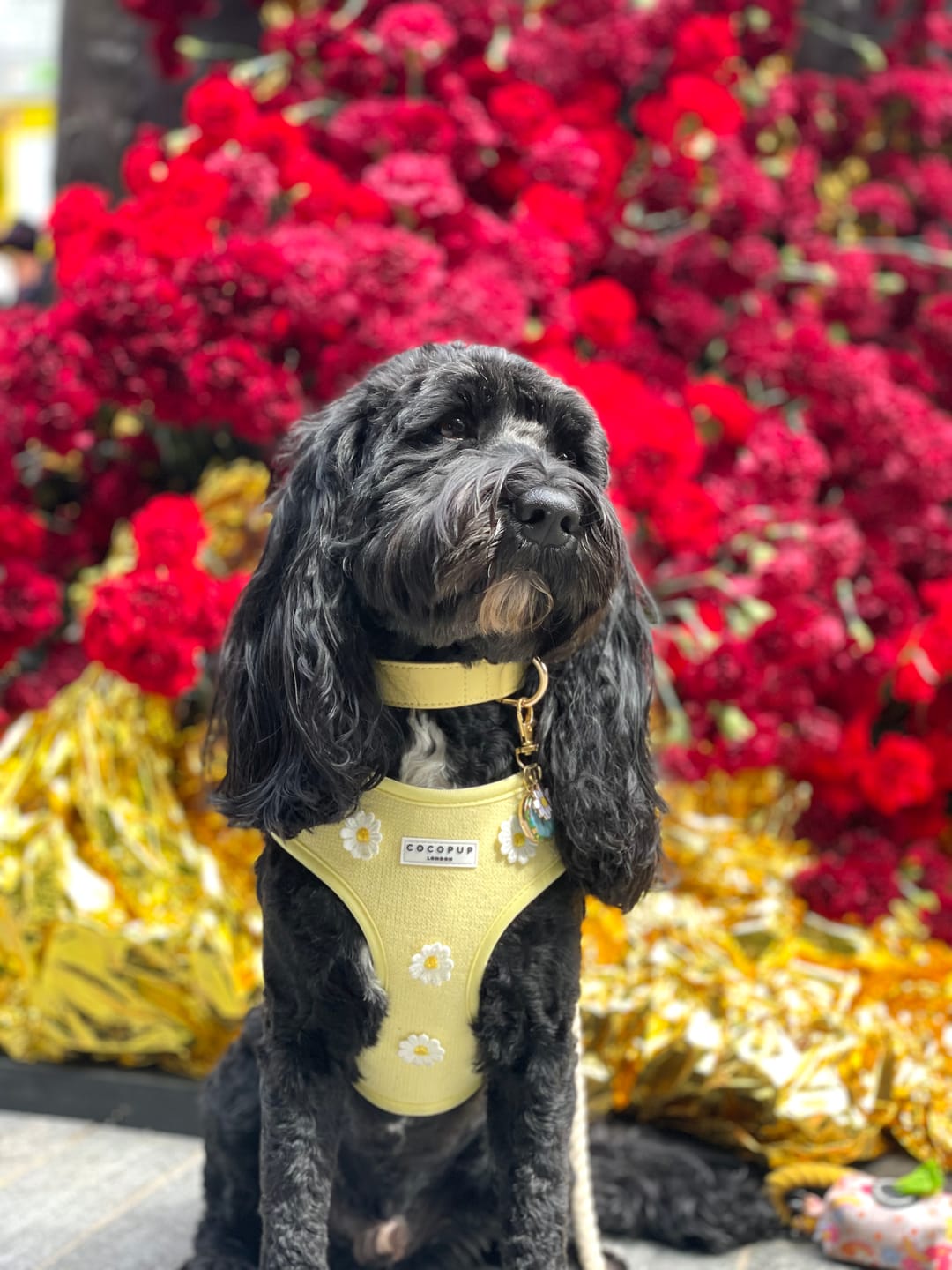 Customer photo review of Primrose Dog Collar