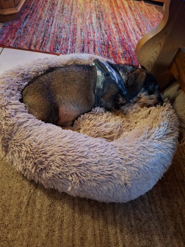 Customer photo review of Puppery Hundebett Wolke 7 - Das Original