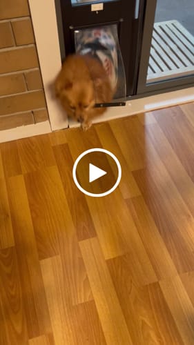 Customer video review of Patio Pet Door Insert