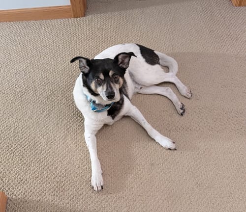 Customer photo review of Checkered Flag Dog Bow Tie or Cat Bow Tie