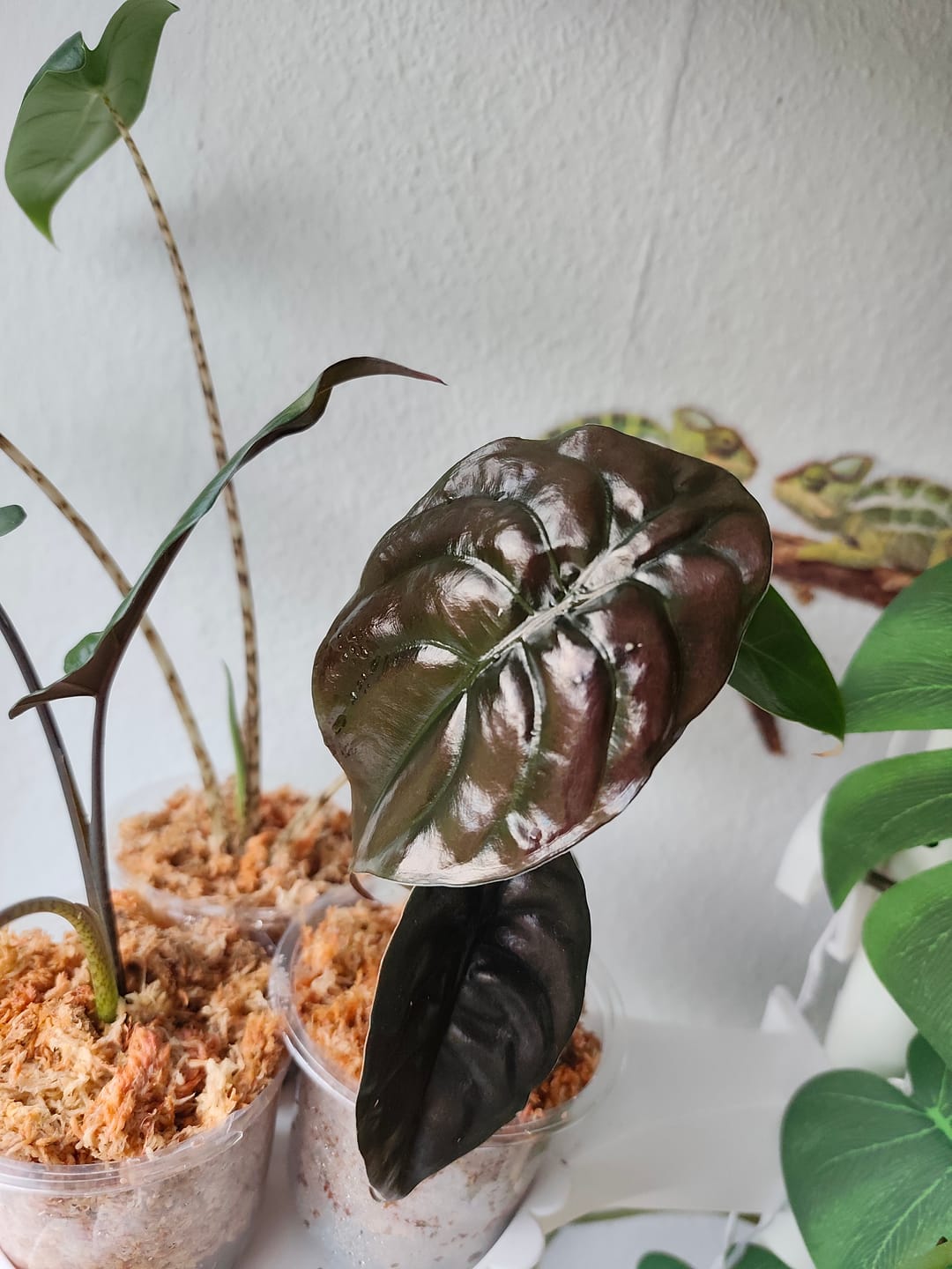 Customer photo review of ALOCASIA CUPREA RED SECRET