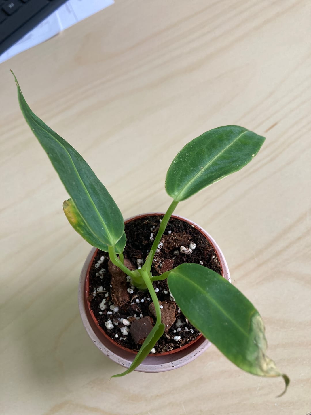 Customer photo review of ANTHURIUM WAROCQUEANUM
