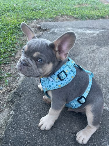 Customer photo review of Exclusive Printed Set [Pattern: Sun Showers]