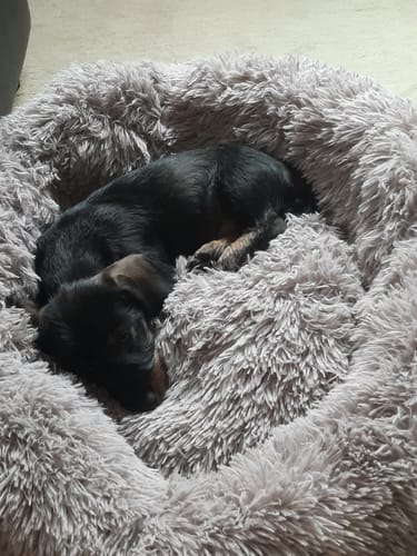 Customer photo review of Puppery Hundebett Wolke 7 - Das Original