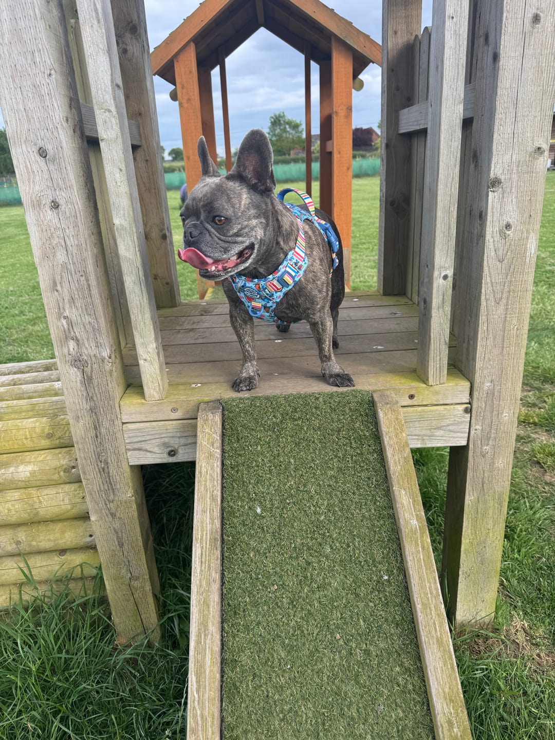 Customer photo review of Disney© Tough Trails™ Harness - Stitch's Fruit Fiesta
