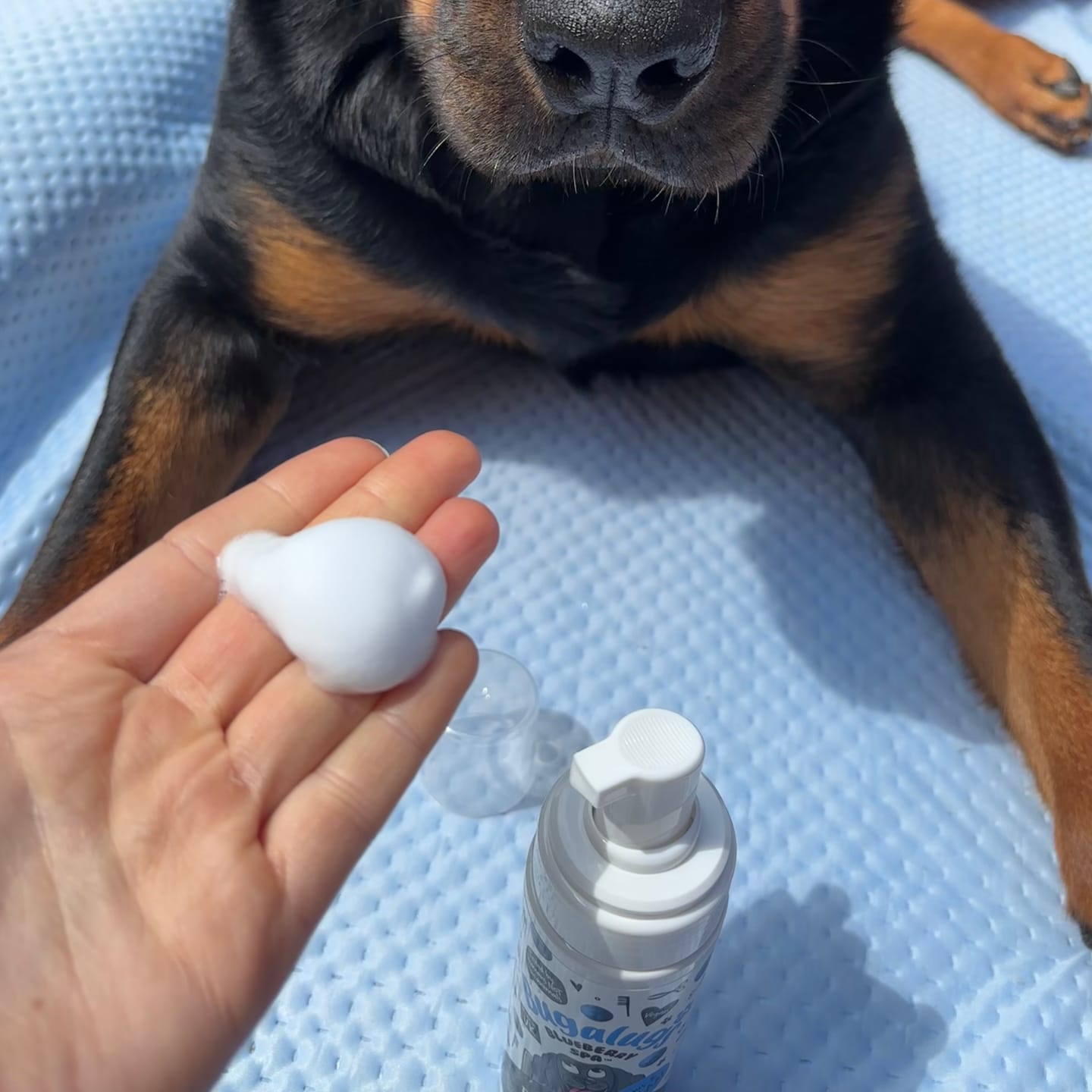Customer photo review of Blueberry Spa™ No Rinse Facial Wash + Shampoo with Blueberry & Colloidal Oatmeal for Dogs