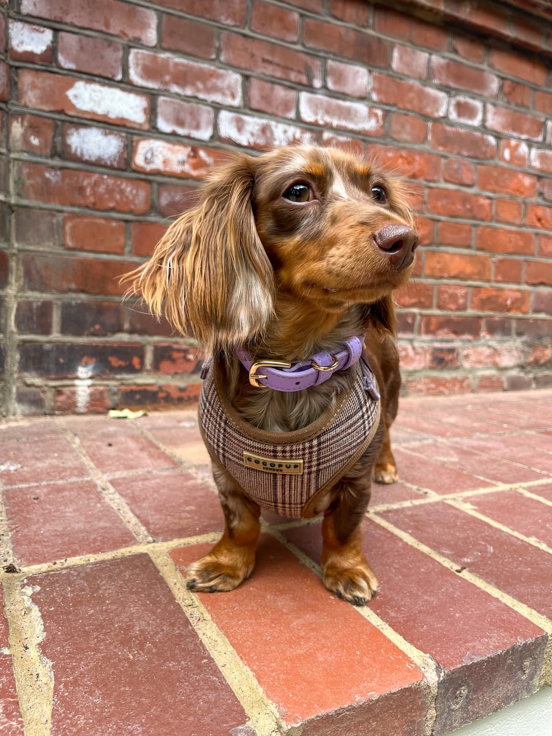 Customer photo review of Lavender Dog Collar