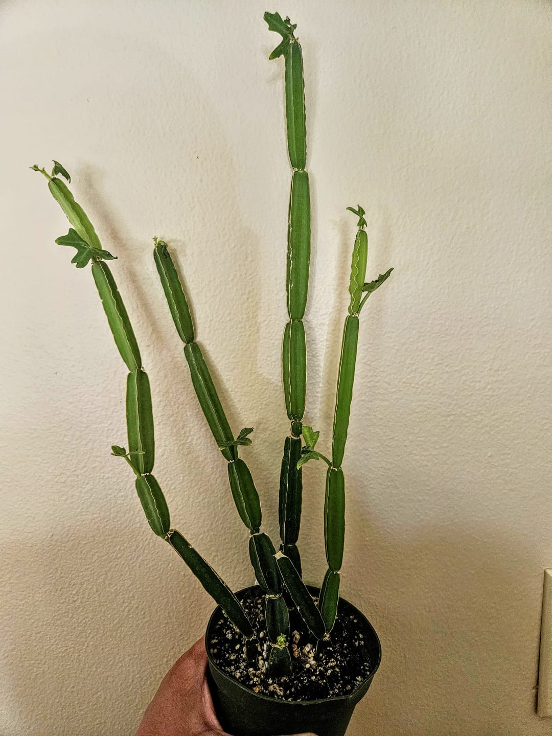 Customer photo review of Cissus quadrangularis