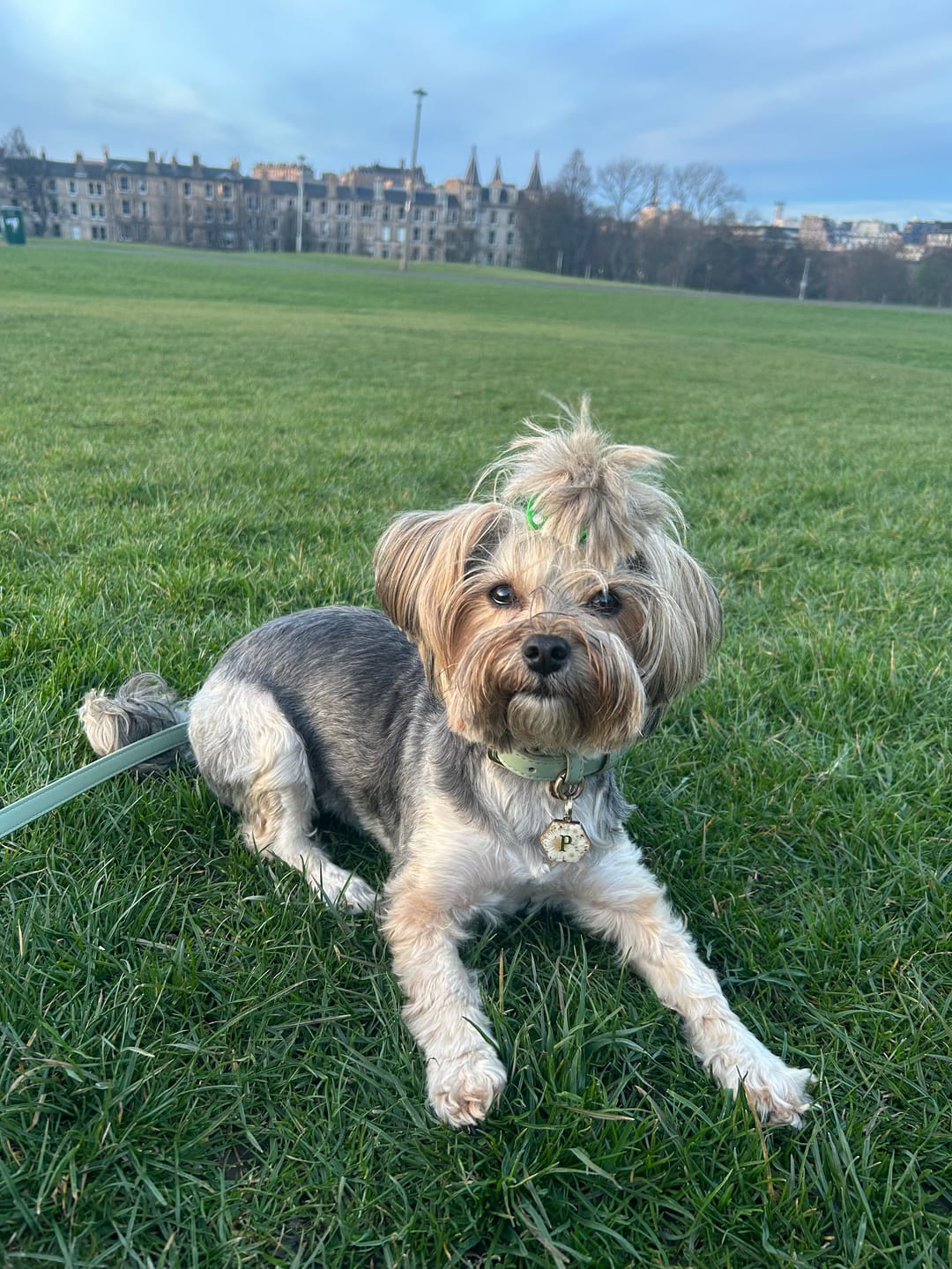 Customer photo review of Sage Dog Collar