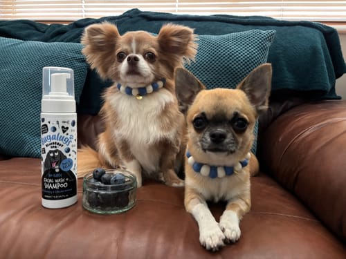 Customer photo review of Blueberry Spa™ No Rinse Facial Wash + Shampoo with Blueberry & Colloidal Oatmeal for Dogs