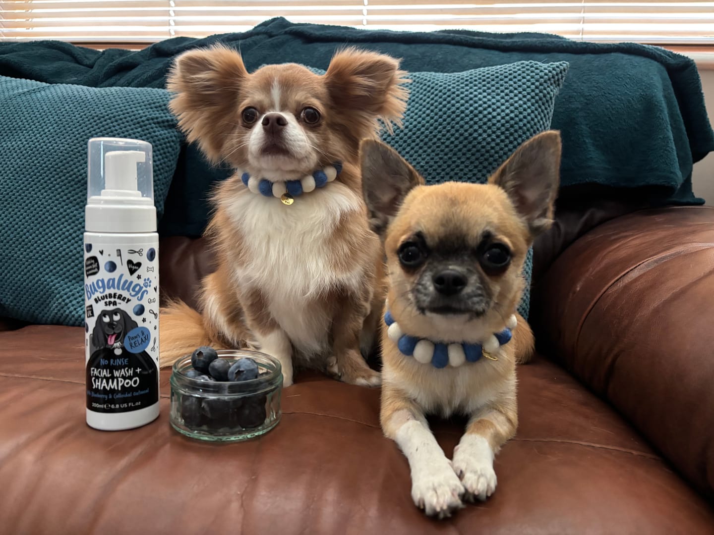 Customer photo review of Blueberry Spa™ No Rinse Facial Wash + Shampoo with Blueberry & Colloidal Oatmeal for Dogs