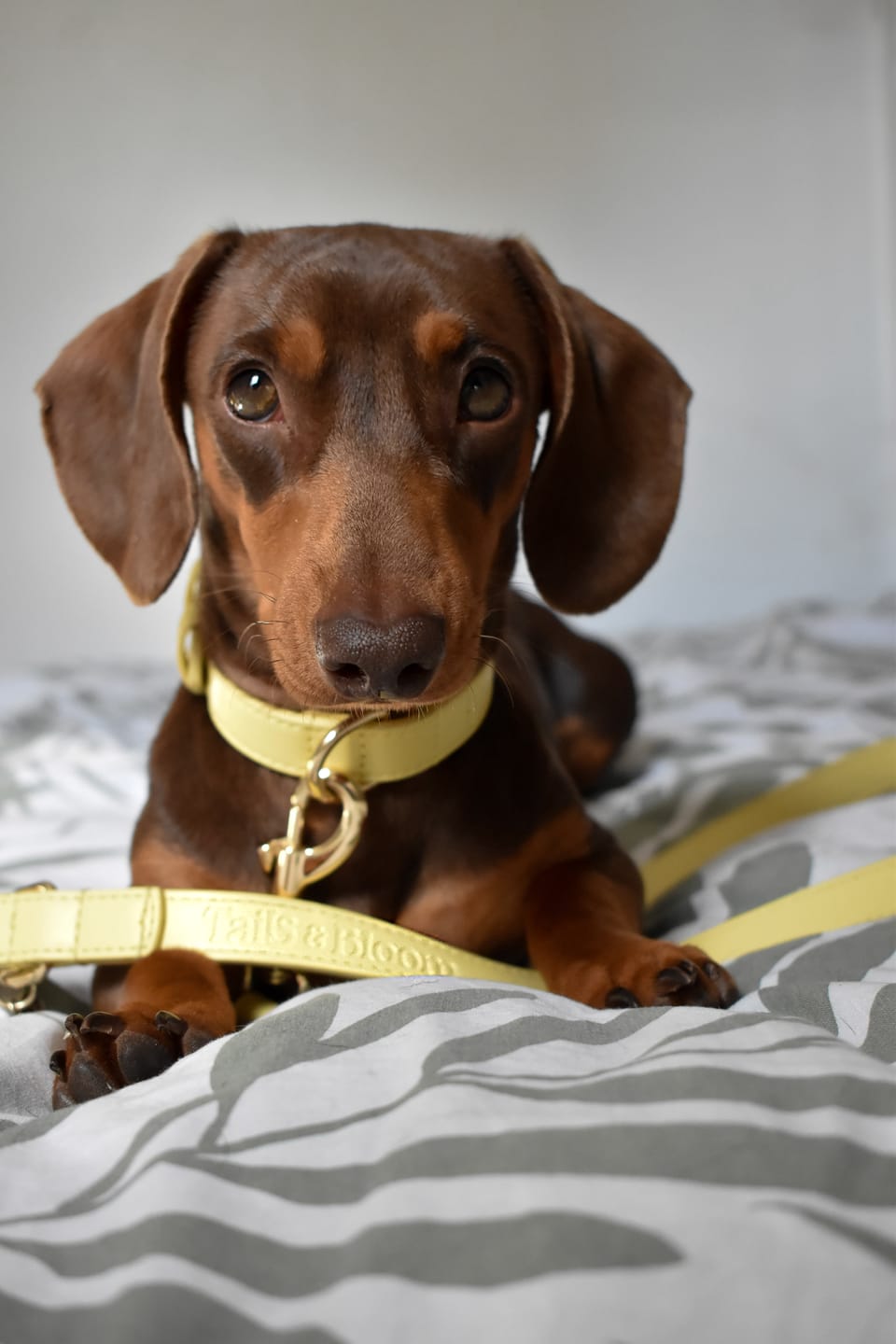 Customer photo review of Primrose Dog Lead